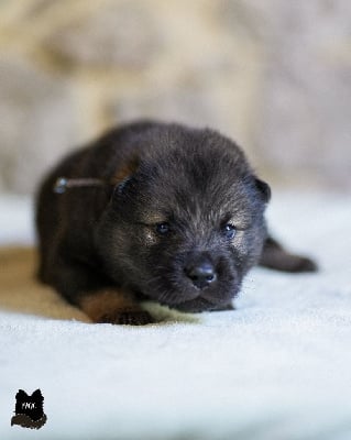 Les chiots de Eurasier