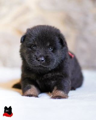 Les chiots de Eurasier