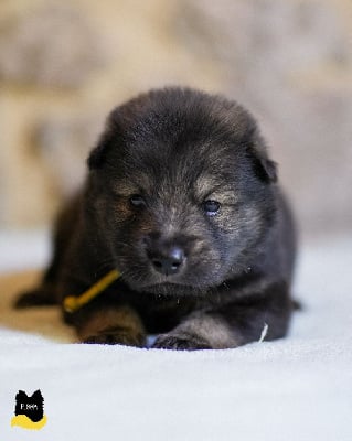 Les chiots de Eurasier