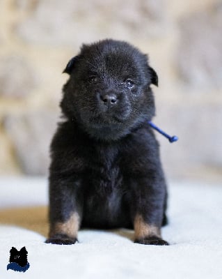 Mam'zelle Lazu - Eurasier