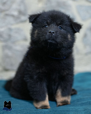 Les chiots de Eurasier