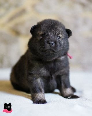 Les chiots de Eurasier