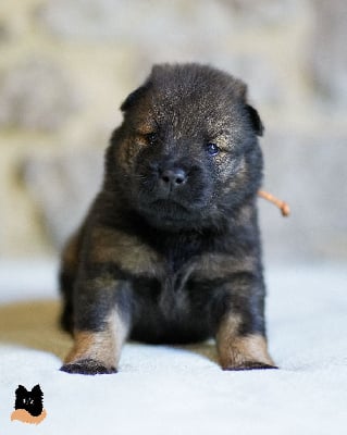 Les chiots de Eurasier