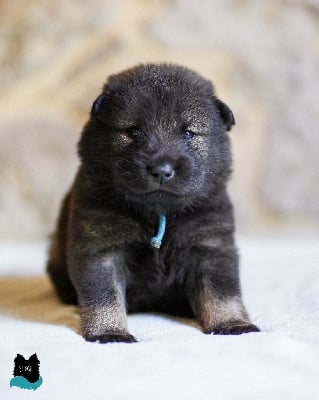 Les chiots de Eurasier