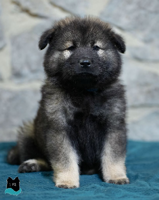 Les chiots de Eurasier