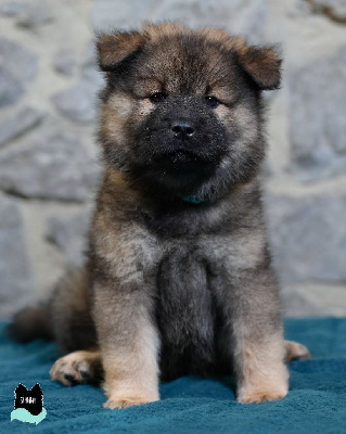 Les chiots de Eurasier