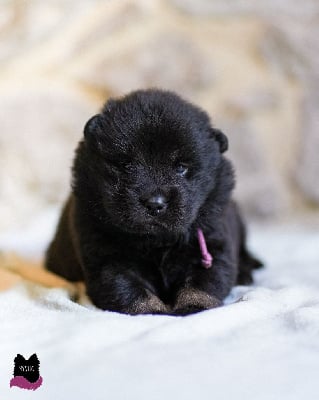 Les chiots de Eurasier