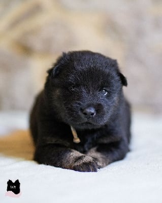 Les chiots de Eurasier