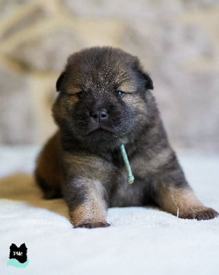 Les chiots de Eurasier