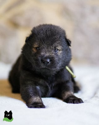 Les chiots de Eurasier