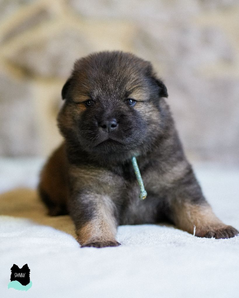 Mam'zelle Shiny - Eurasier