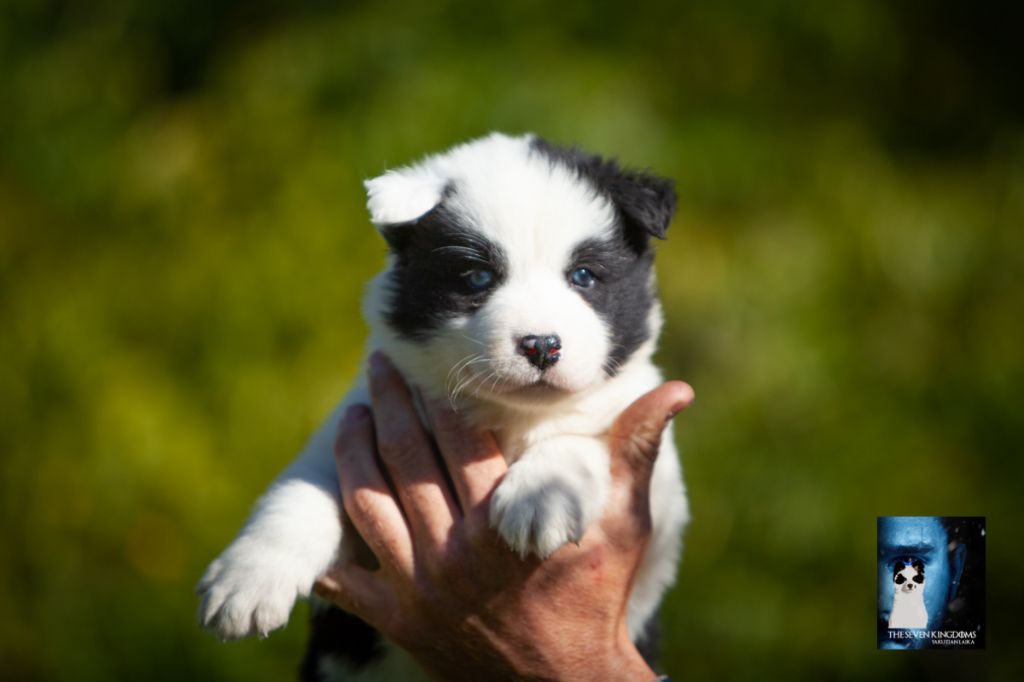 CHIOT Mâle collier marron - Laika de iakoutie