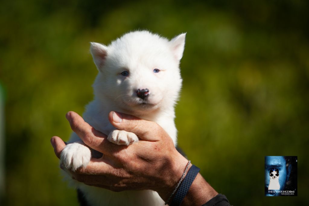 CHIOT Femelle collier Violet - Laika de iakoutie