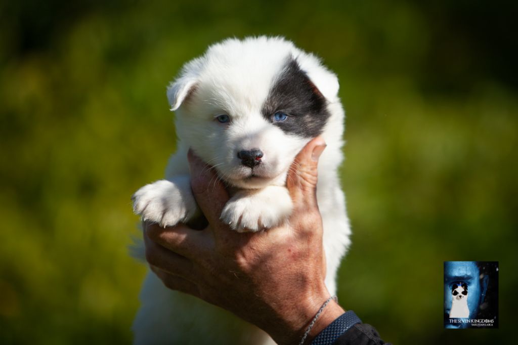 CHIOT Mâle collier Vert Clair - Laika de iakoutie