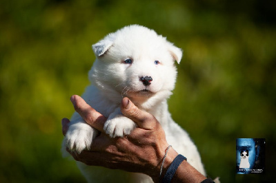 Les chiots de Laika de iakoutie