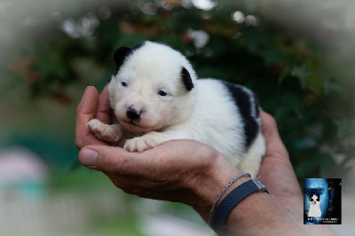 Les chiots de Laika de iakoutie