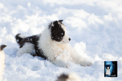 Les chiots de Laika de iakoutie