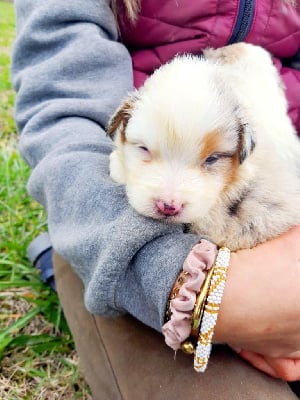 Les chiots de Berger Australien