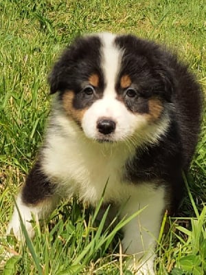 Les chiots de Berger Australien