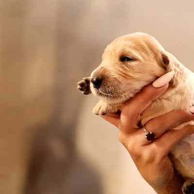 Les chiots de Golden Retriever