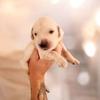 Les chiots de Golden Retriever