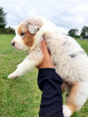 Les chiots de Berger Australien