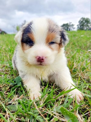 Les chiots de Berger Australien