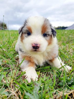 Les chiots de Berger Australien