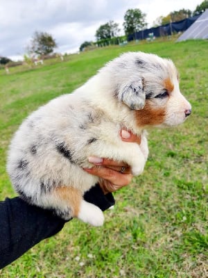 Les chiots de Berger Australien