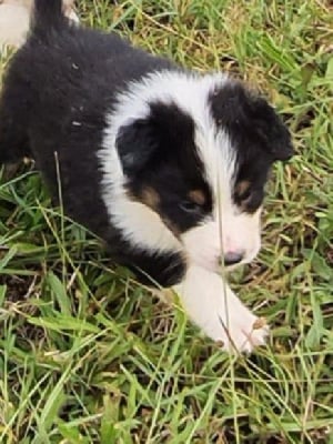 Les chiots de Berger Australien