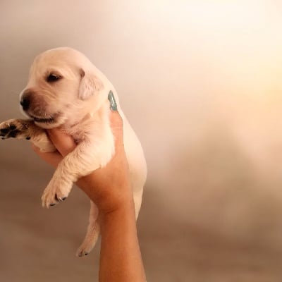 Les chiots de Golden Retriever