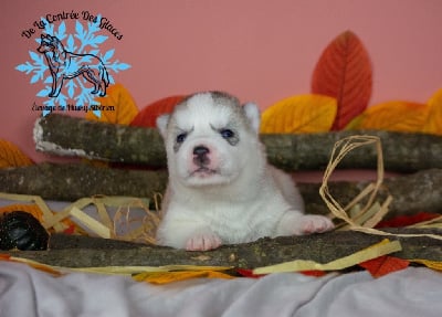 Les chiots de Siberian Husky