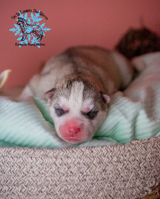 Les chiots de Siberian Husky