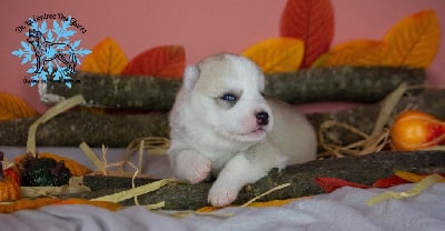 Les chiots de Siberian Husky