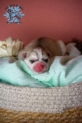 Les chiots de Siberian Husky