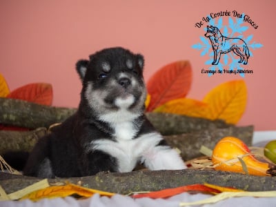 Les chiots de Siberian Husky