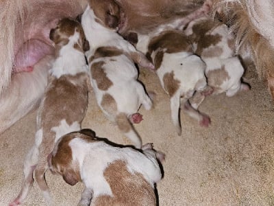 Les chiots de Epagneul Breton