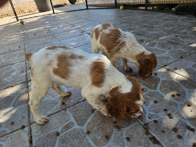 Les chiots de Epagneul Breton