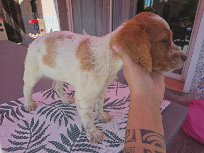 Les chiots de Epagneul Breton