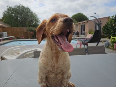 Les chiots de Epagneul Breton