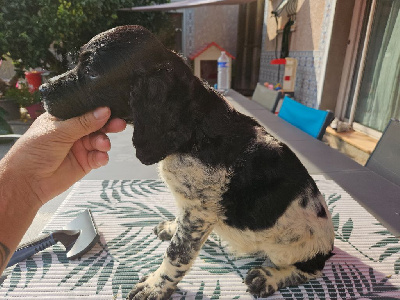 Les chiots de Epagneul Breton