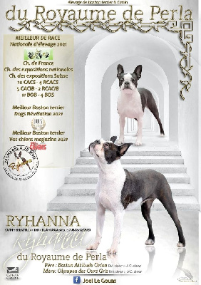 Les chiots de Boston Terrier