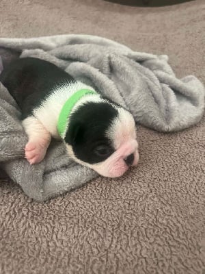 CHIOT 3 - Boston Terrier