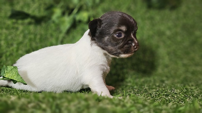 Les chiots de Chihuahua