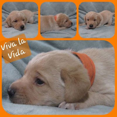 Les chiots de Labrador Retriever