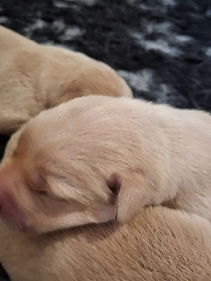 Les chiots de Labrador Retriever