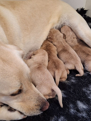 Les chiots de Labrador Retriever