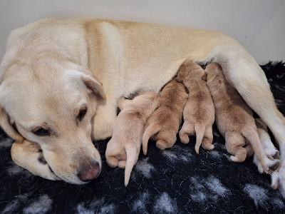 Les chiots de Labrador Retriever