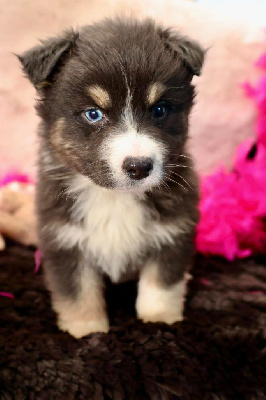 Les chiots de Berger Australien