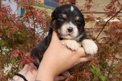 Les chiots de Berger Australien